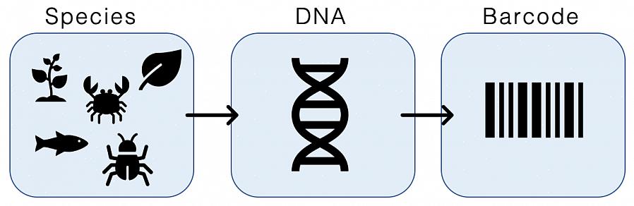Use o mecanismo de busca do seu navegador para encontrar outros programas de análise de sequência de genes