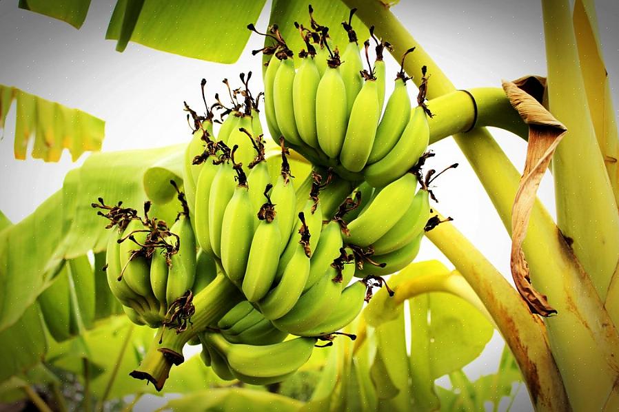 Você pode armazenar variedades de bananeiras tolerantes ao frio para o inverno