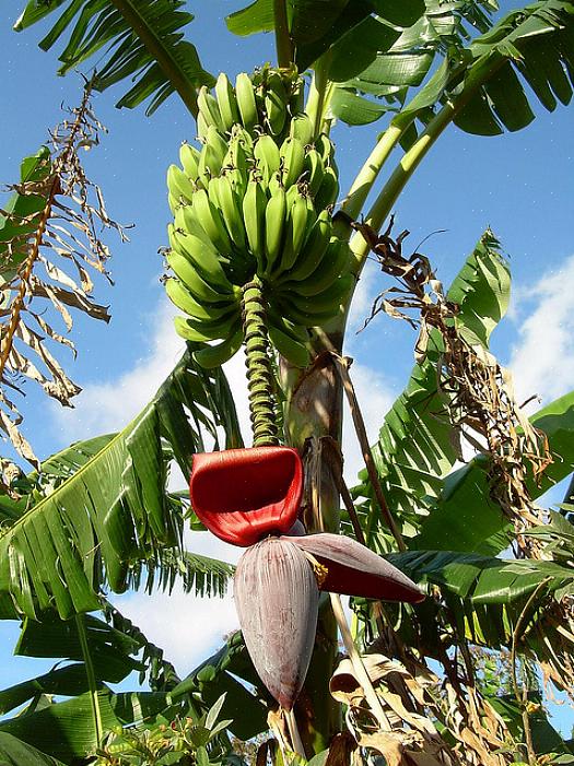 Suas bananeiras também precisam de proteção contra o vento