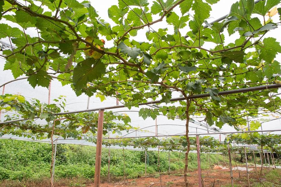 Este e-book o ajudará a cultivar uvas como um profissional