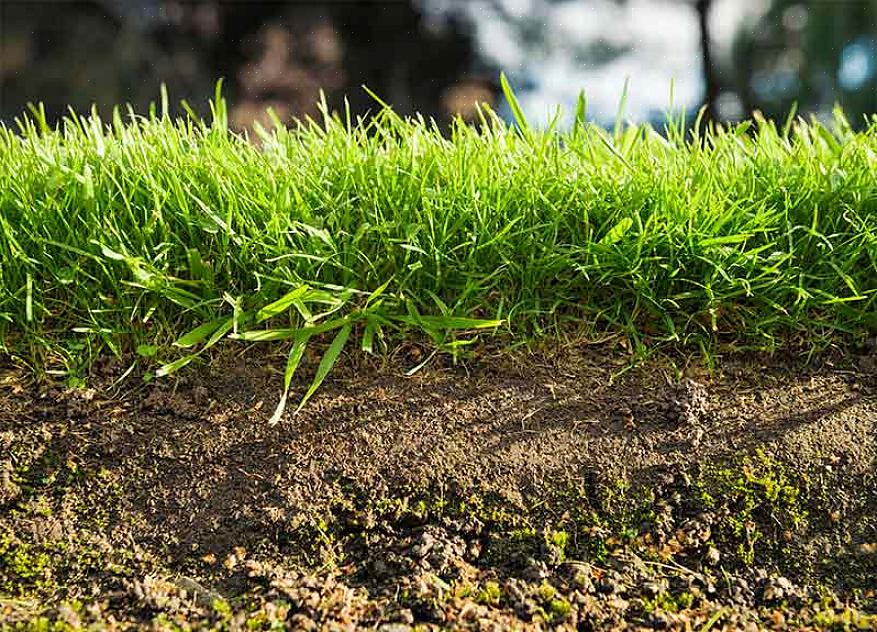 As gramíneas da estação quente devem ser semeadas na primavera