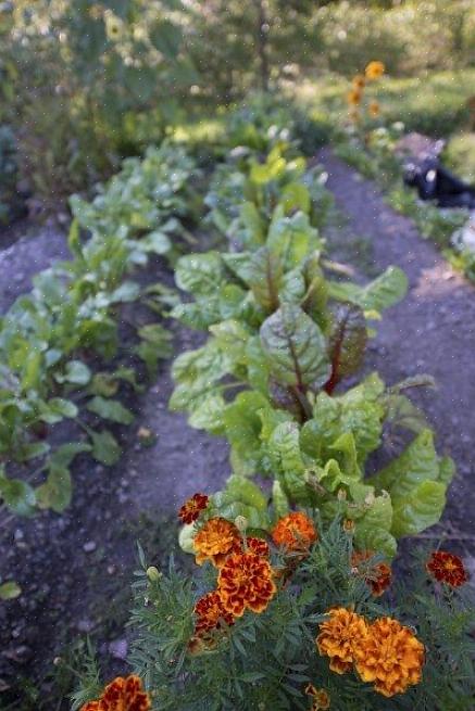 Evite cultivar o mesmo vegetal no mesmo local mais de uma vez a cada três anos