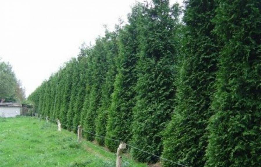 As sebes de cedro são uma boa maneira de proteger suas plantas jovens ou de fornecer uma parede ornamental