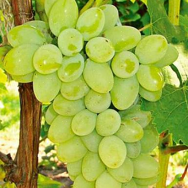 Você precisa levar em consideração uma série de fatores para colher uvas deliciosas