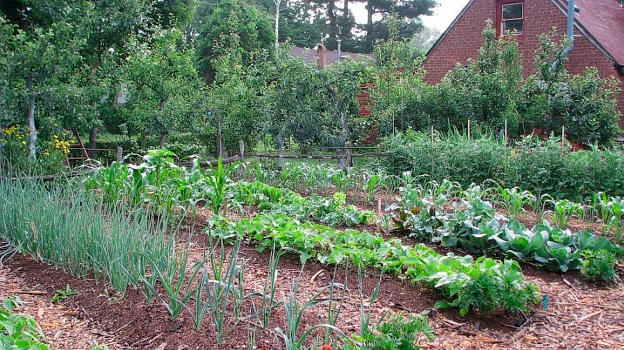 Como estrume de galinha ou vaca ou fertilizantes orgânicos especialmente preparados no solo do jardim