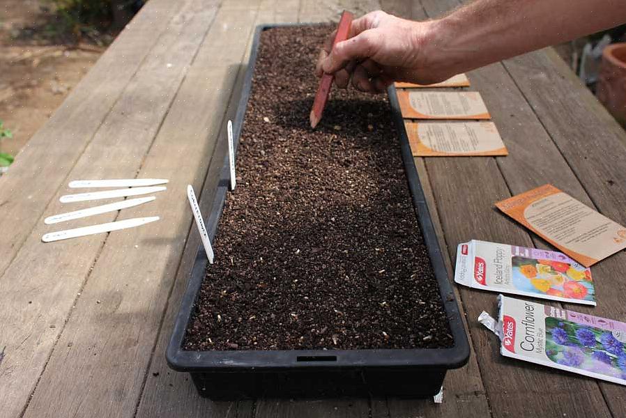 Para saber mais sobre como semear em uma bandeja de sementes