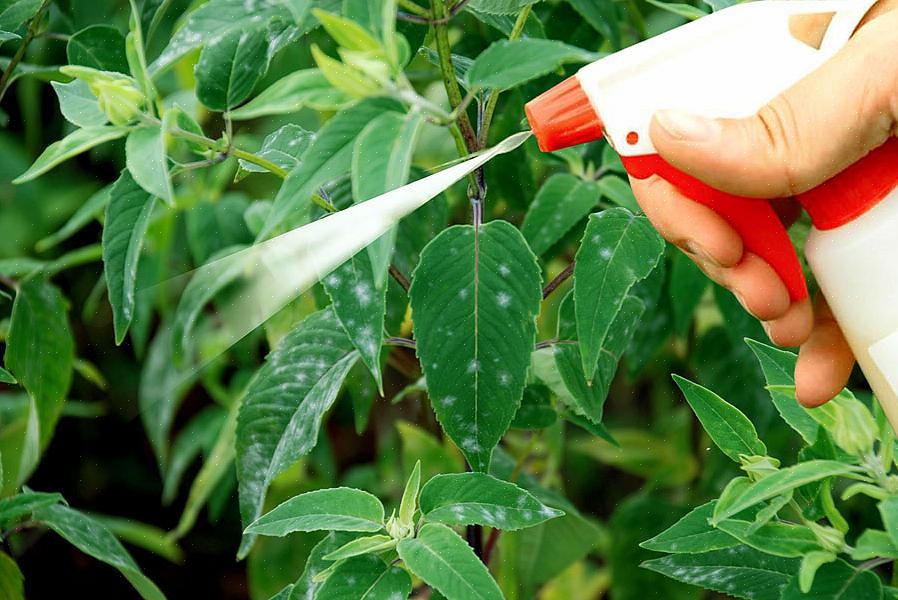 Use peróxido de hidrogênio no condicionamento de sementes germinadas antes do plantio