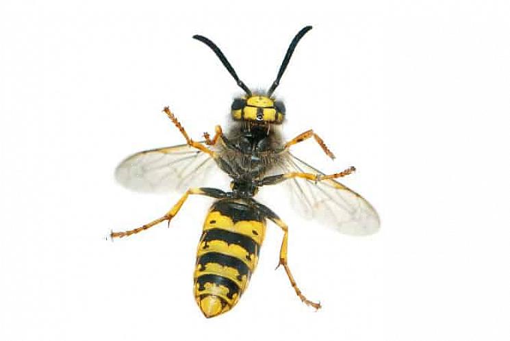Existem pesticidas disponíveis que matam vespas