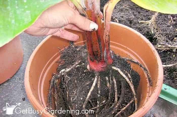 Transplante a árvore quando a temperatura for inferior a 50 graus F para que a planta não seja danificada