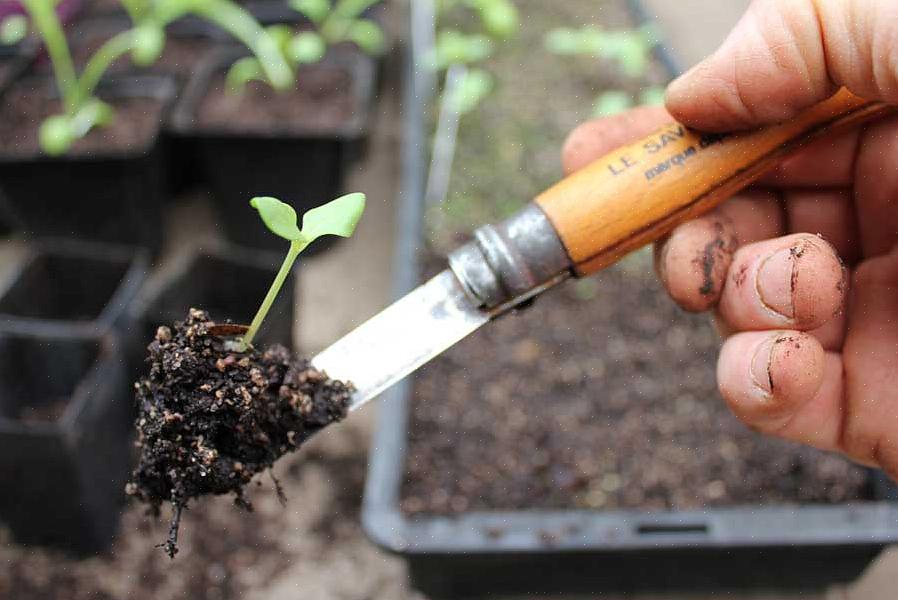 Planejar sua atividade de transplante por volta da primavera