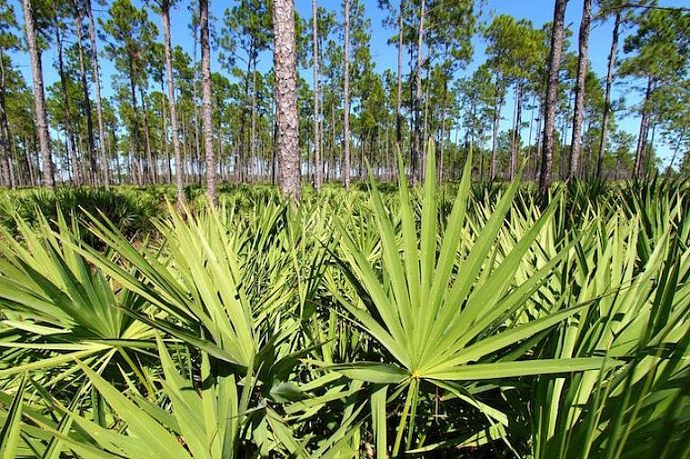 O Saw Palmetto é geralmente visto sob as árvores perto de oceanos