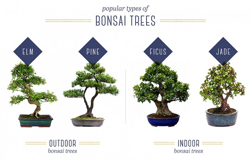 Existem dois tipos de arame que podem ser usados para moldar uma árvore de bonsai