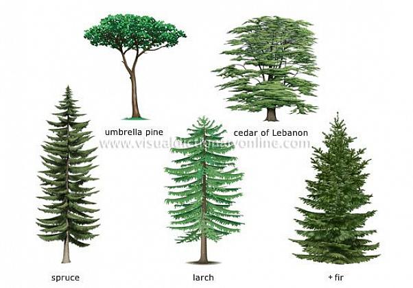 Um pinheiro tem forma naturalmente triangular