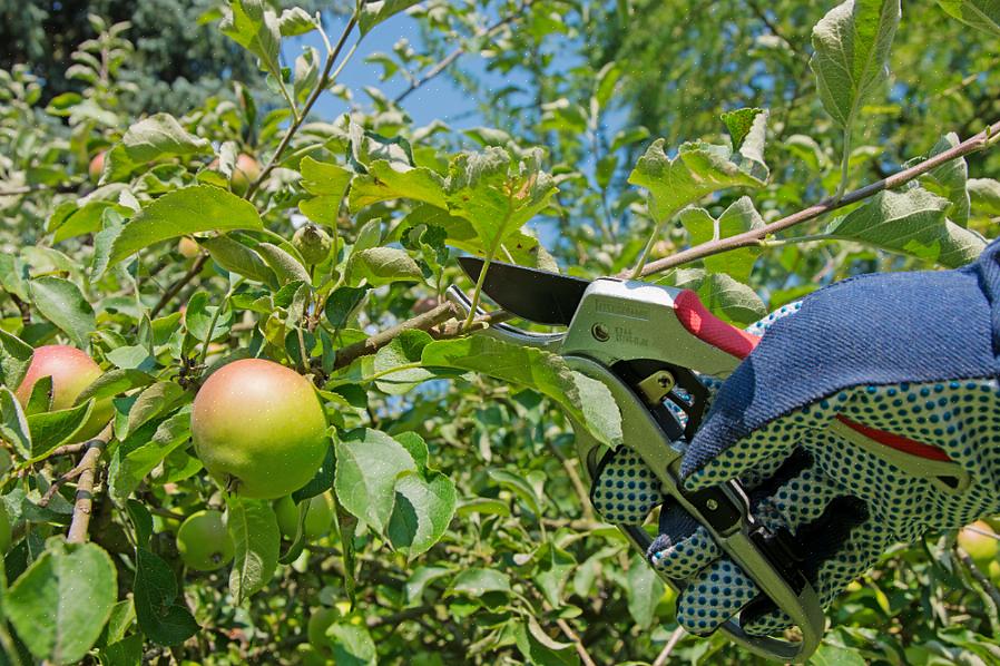 A melhor época para podar uma macieira não treinada é entre os meses de março