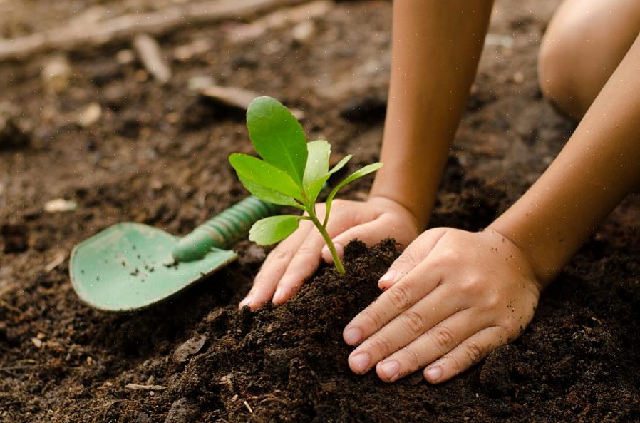 Veja como adicionar composto ao solo em seu quintal ou jardim