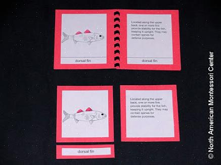 Lembre-se de que a supervisão é mínima quando as crianças estão usando cartões de imagens Montessori