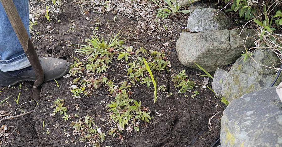 As plantas perenes são plantas ornamentais que têm a capacidade de crescer novamente após uma estação