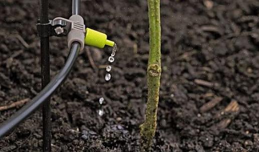 Isso torna o sistema de irrigação por gotejamento perfeito para plantas de jardim sombreado