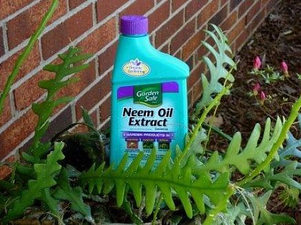O óleo de Neem é um deles
