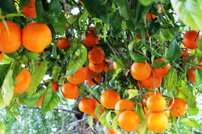 Veja como aumentar a produção de frutos nas laranjeiras