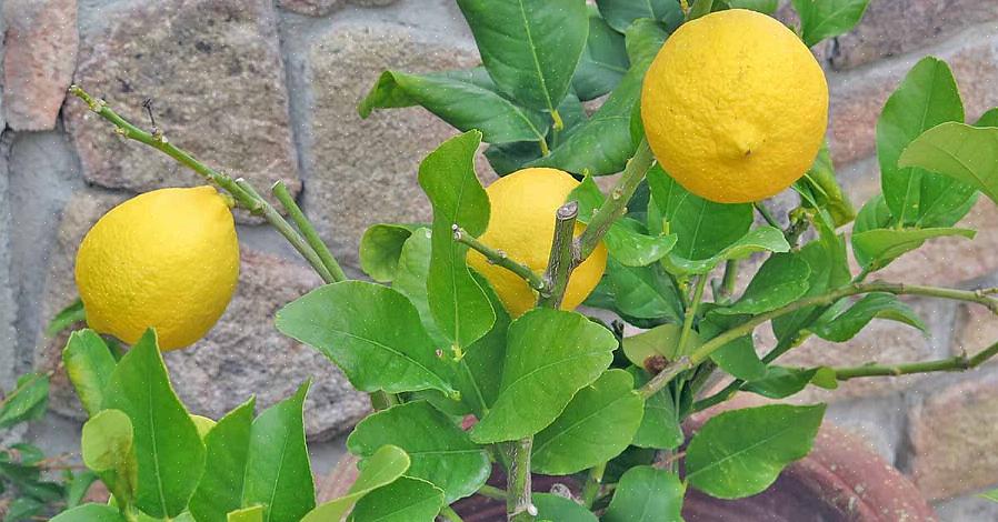 Enxertá-los em suas laranjeiras para aumentar a produção de frutos