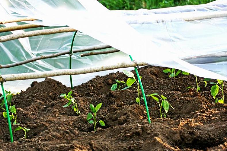 Outra ideia para proteger as plantas de jardim da geada é cobrir as plantas individuais com potes de leite