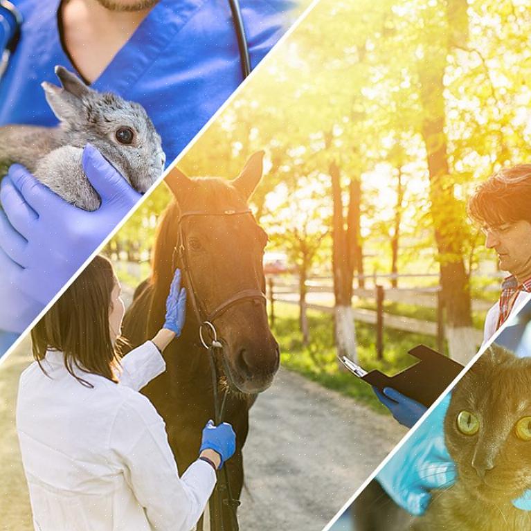 Certifique-se de que você se qualifica para fazer um curso especializado em cuidados com animais