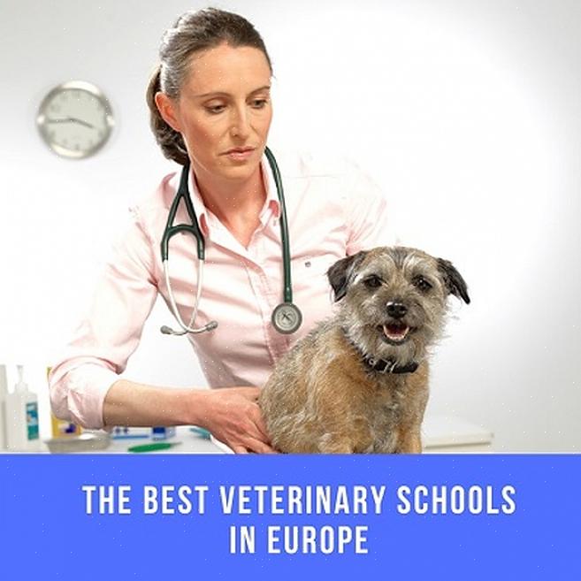 Os aspirantes devem ser cidadãos europeus matriculados em uma escola veterinária americana credenciada