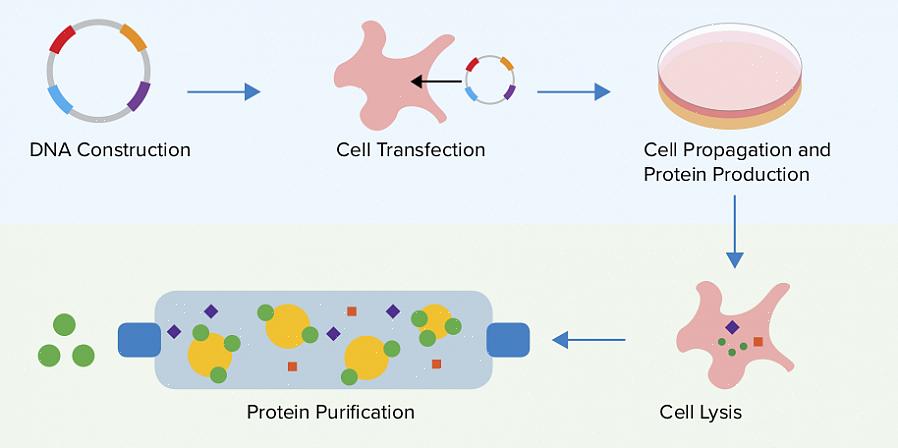 Saiba que a síntese de proteínas recombinantes se refere à produção de proteínas recombinantes