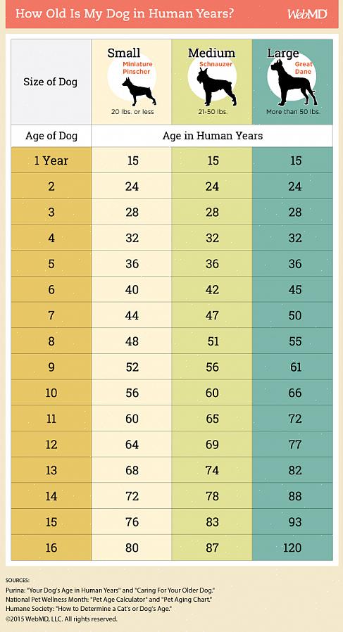 Você deve saber seu número base antes de ser uma calculadora humana