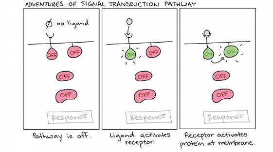 A primeira coisa que você deve aprender sobre as vias de transdução de sinal é o comportamento das moléculas
