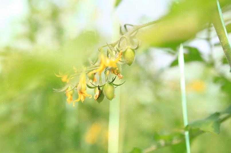 Mas não ajudará no cultivo de flores