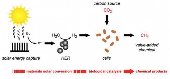 Ser capaz de explicar a importância da fotossíntese na sobrevivência do ser humano