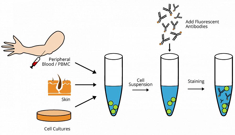 A citometria de fluxo é uma das técnicas mais populares para classificar