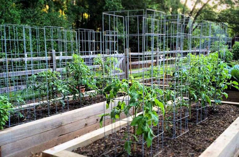 Escolha o lado da tela de arame que será o fundo da gaiola do tomate