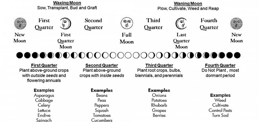 Para aproveitar ao máximo o plantio lunar