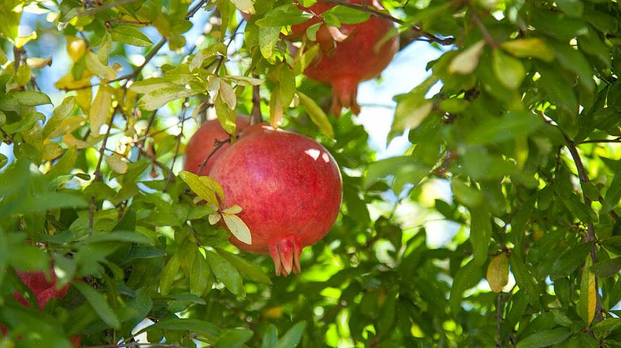 Criar árvores de romã a partir de cortes de plantas é um dos procedimentos mais fáceis