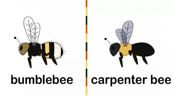 Lembre-se de que as abelhas não gostam de estar em carros ou dentro de uma sala mais do que você gostaria