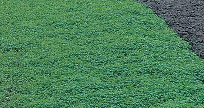 Os adubos verdes podem suprimir o crescimento de ervas daninhas