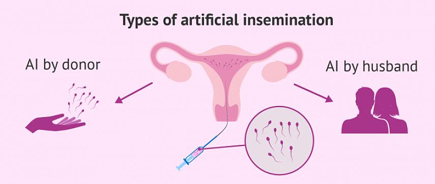 A inseminação artificial é usada em animais para transmitir características desejáveis de um macho
