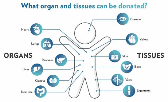Esses são apenas alguns dos fundamentos que você precisa saber em relação à doação de corpos
