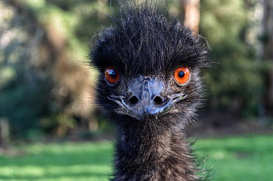 O óleo de emu vem de uma grande almofada de gordura nas costas do pássaro emu