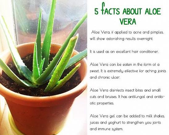 Você pode fazer sua própria máscara facial de aloe vera usando essas receitas simples