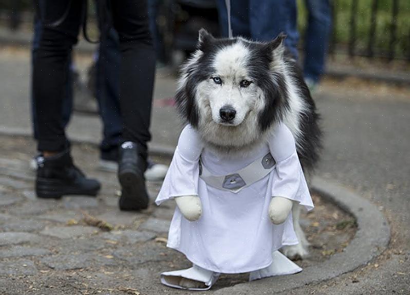 O próximo passo é escolher uma cor de feltro para suas manchas (se o seu cachorro tiver manchas)