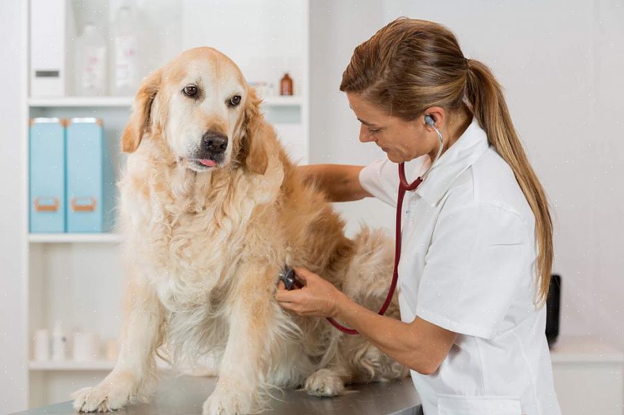 Pesquise um pouco para conhecer um pouco mais do ramo veterinário