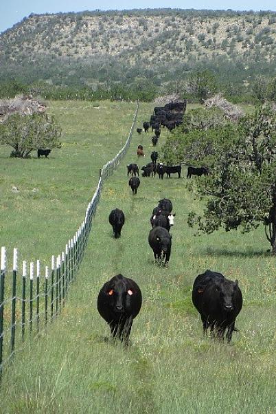 É necessário selecionar com muito cuidado a localização da fazenda de gado