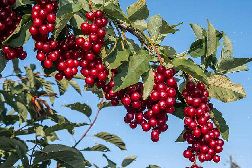 Cerejas doces frescas podem ser encontradas em qualquer lugar que as frutas sejam vendidas