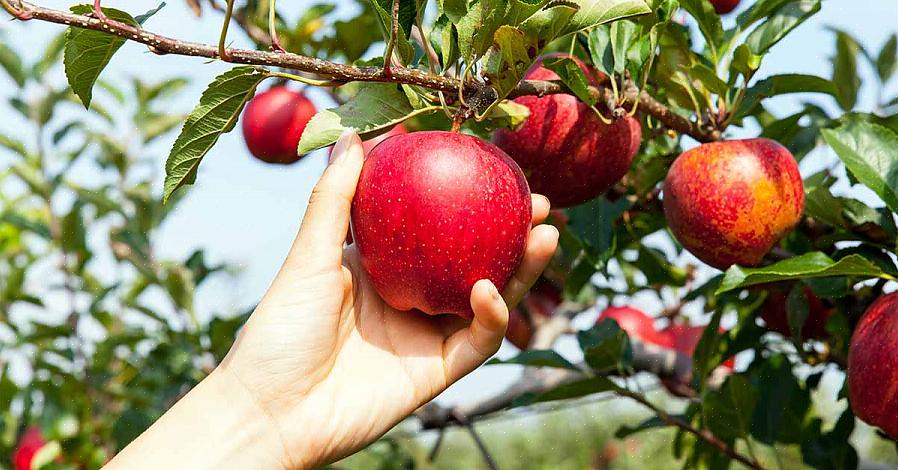 A poda será necessária em algum momento da vida da macieira