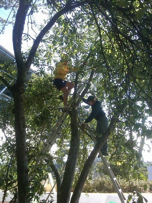 Cuidados básicos e manutenção