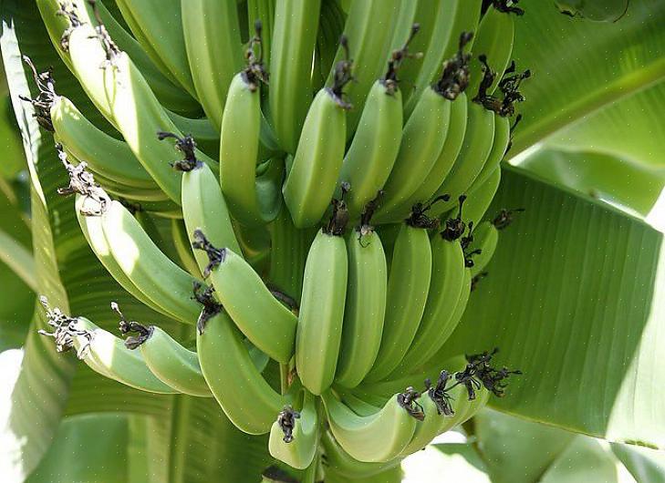 De preferência especializado em árvores frutíferas